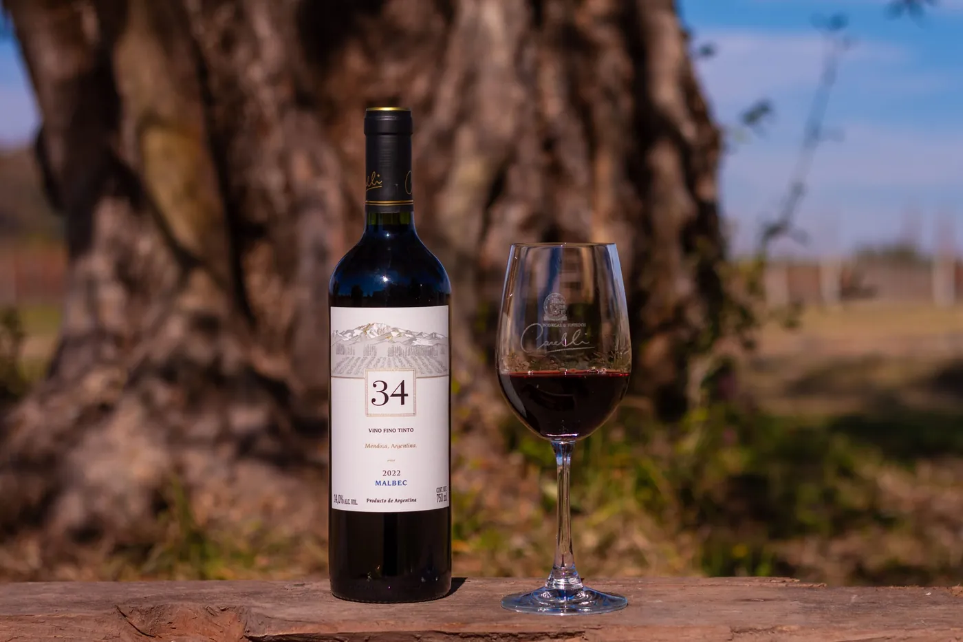 34 Malbec sobre un olivo