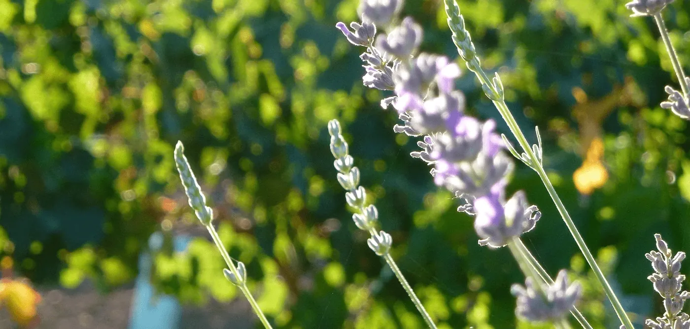 Lavanda entre las hileras