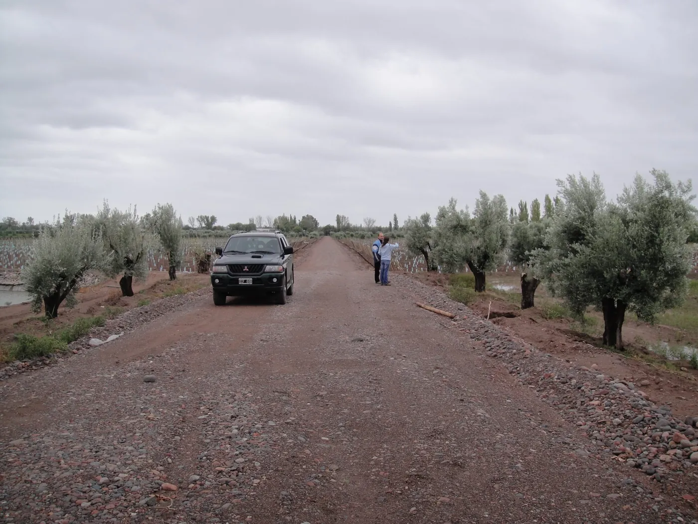 Camino de olivos en la finca