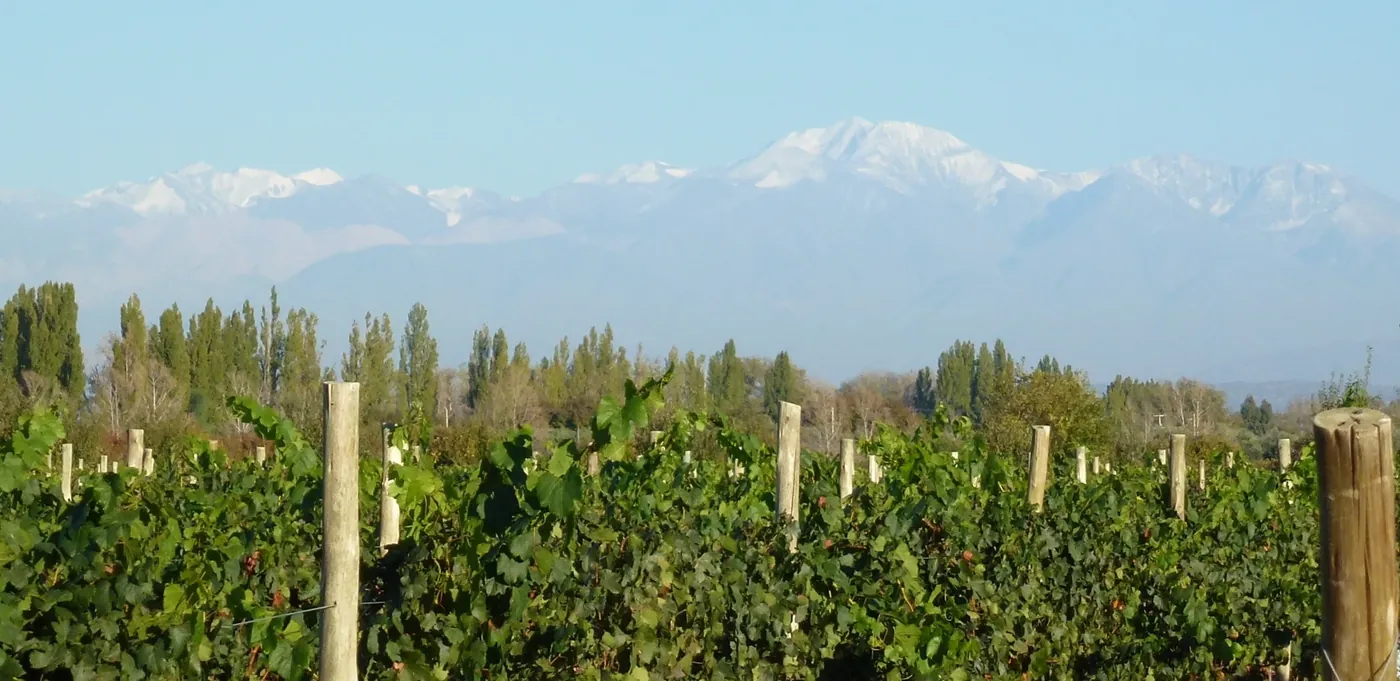 Viñedos con la cordillera de fondo