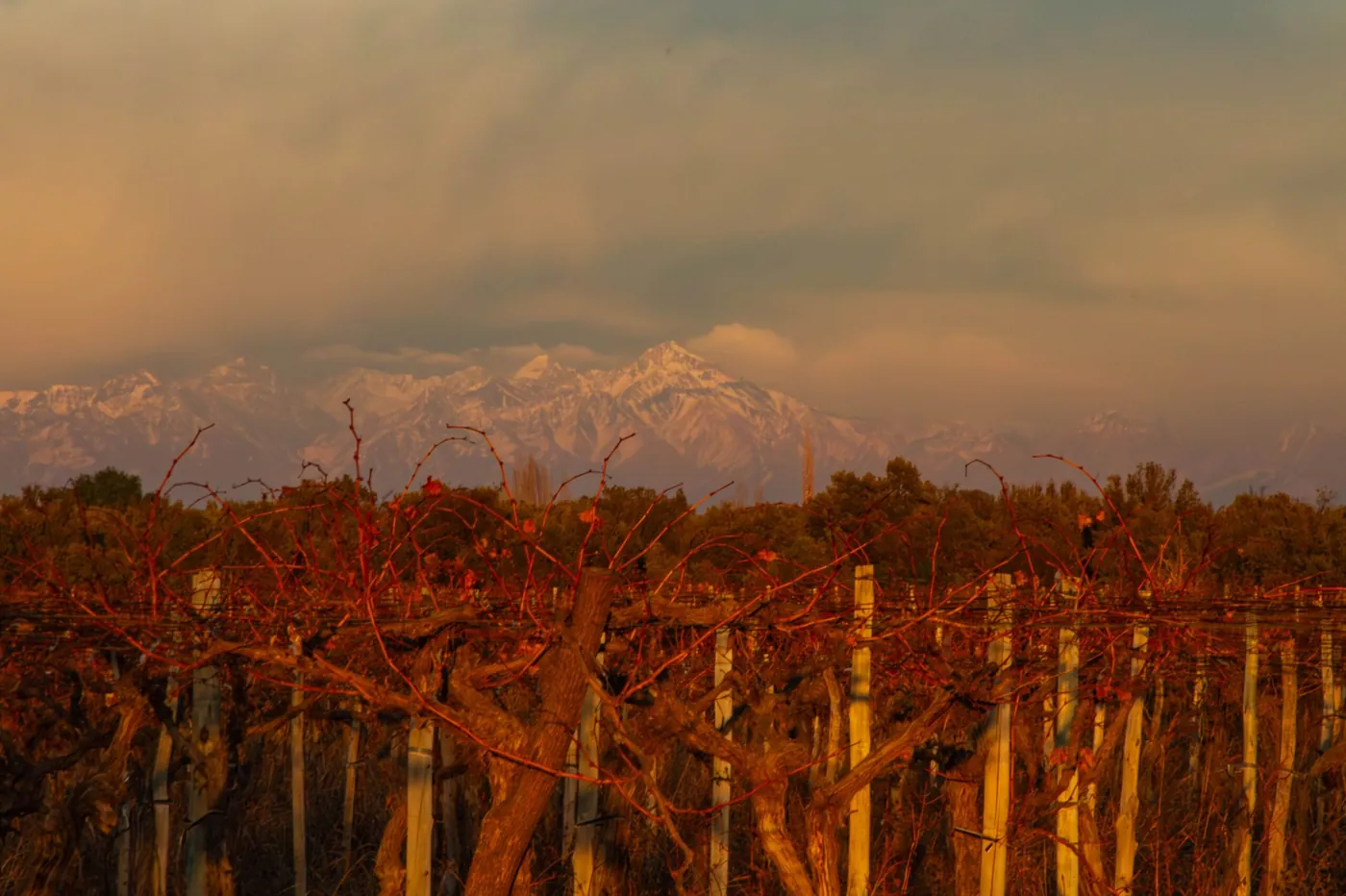 Viñedo en otoño